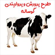 طرح پرورش و پرواربندی گوساله